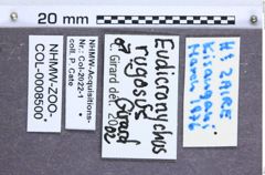 Etikette zu Eudicronychus rugosus (NHMW-ZOO-COL-0008500)